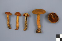 Cortinarius malicorius image